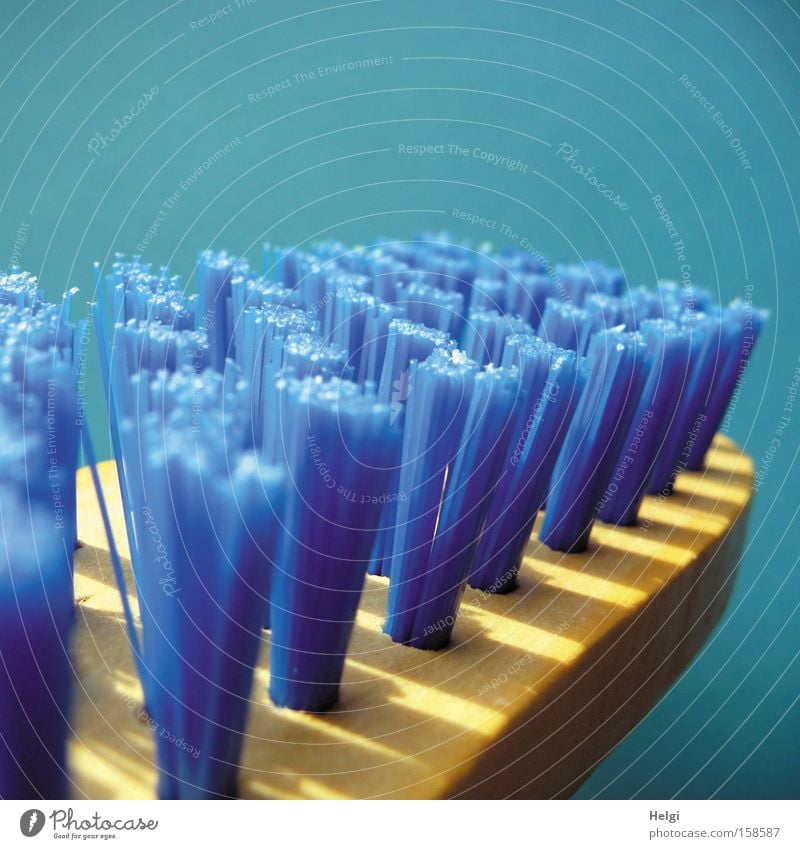 Close-up with blue bristles of a cleaning brush Brush Cleaning Dirty Bristles Wood Blue Household Scratch Services Entertainment swab Helgi