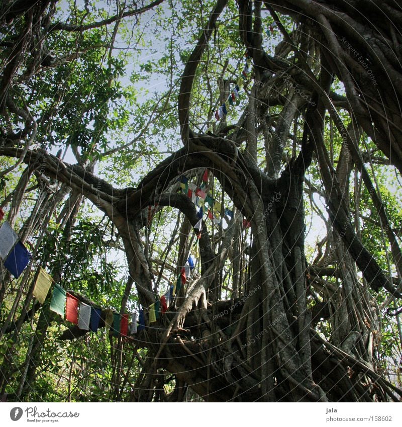 holy tree Tree India Holy Hippie Virgin forest Old Massive Prayer flags Peace banyan tree aerial roots reservoir Nature ficus benghalensis Bengali fig