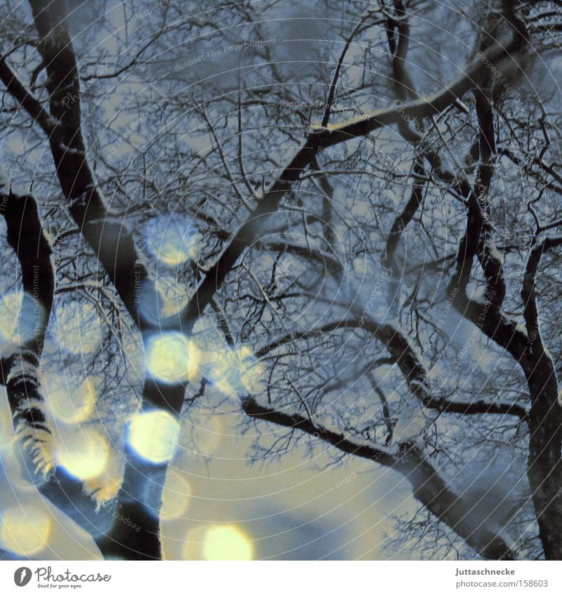 spirits of light Snow Snowfall Snowstorm Snowflake Tree Winter Cold Ice Reflection Branch Hope Light Weather Peace Reflection & Reflection Juttas snail