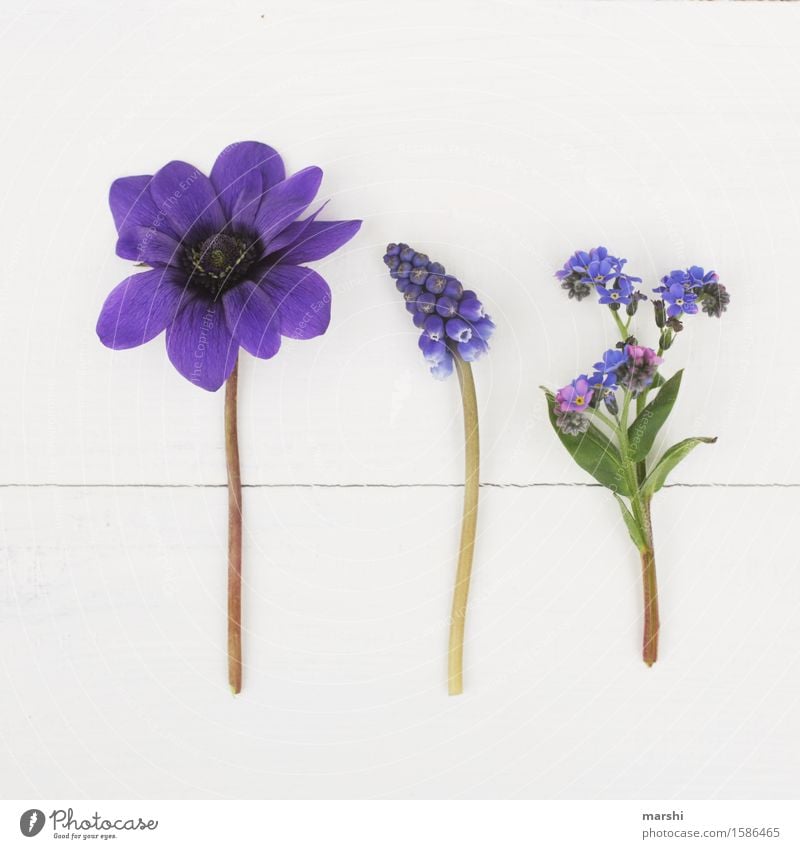 Spring flowering plants II Nature Plant Summer Flower Bushes Leaf Blossom Foliage plant Moody Garden Violet Blue Forget-me-not Muscari Gardening Blossoming