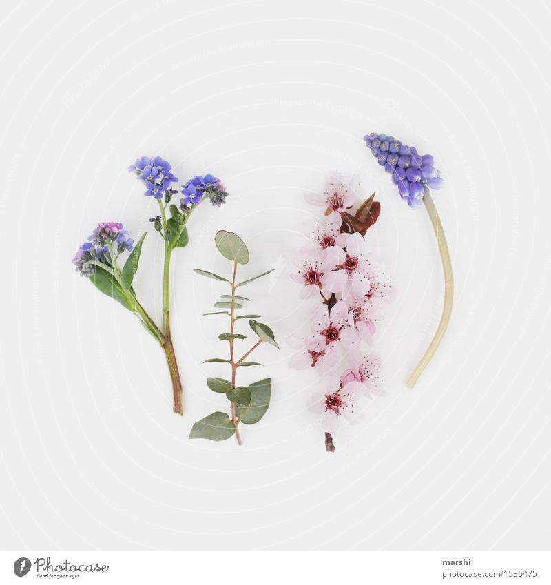 Spring flowering plants III Nature Plant Summer Flower Bushes Leaf Blossom Foliage plant Moody Eucalyptus tree Forget-me-not Muscari blood plum Cherry blossom