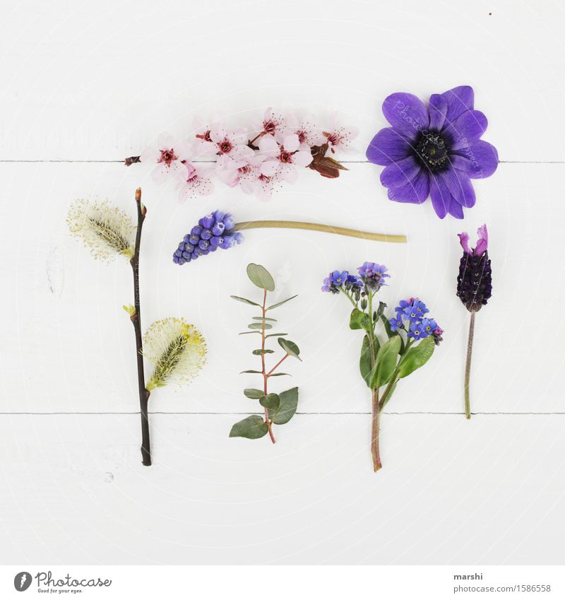 spring bloomers Nature Plant Spring Tree Flower Bushes Leaf Blossom Foliage plant Moody Violet Pink Goat willow Lavender Forget-me-not Cherry blossom