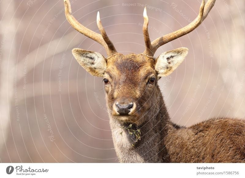 portrait of a fallow deer stag Beautiful Face Hunting Man Adults Nature Animal Park Forest Fur coat Large Natural Wild Brown Deer Fallow land dama Mammal
