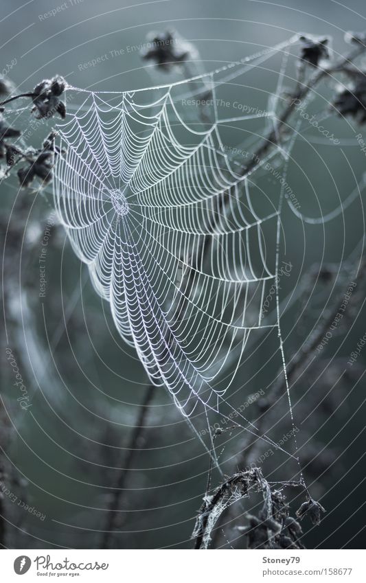 spider's web Nature Plant Drops of water Meadow Net Cold Wet Gloomy Gray Green Calm Spider's web Cobwebby Dew Delicate Colour photo Subdued colour Exterior shot