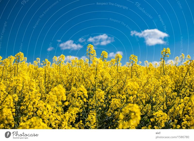 rapsfeld Environment Nature Landscape Plant Sky Clouds Spring Beautiful weather Blossom Agricultural crop Canola Canola field Field Fragrance Bright