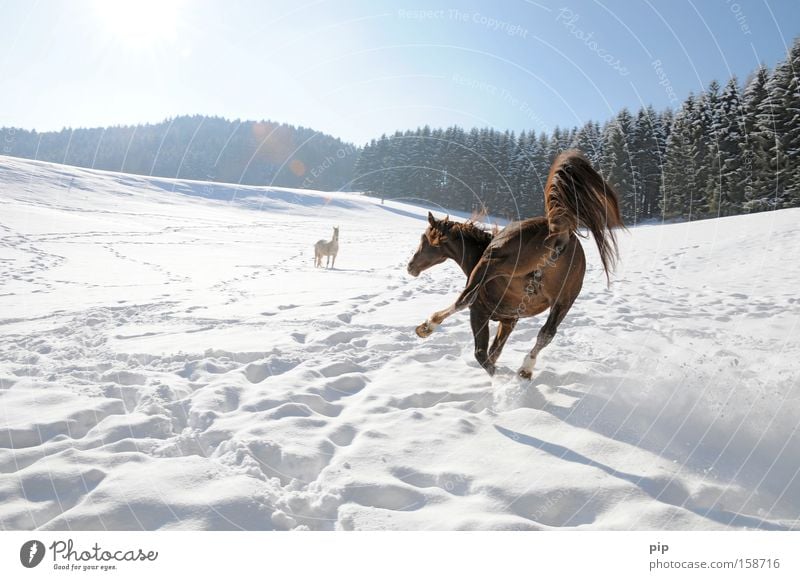 danger of icy roads in parts Horse Snow Forest Smoothness Slip Adversity Mammal horse dynasty