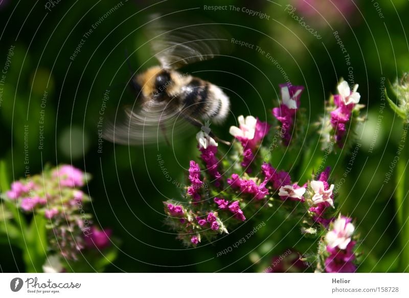 bumblebee dance Bumble bee Pink White Green Yellow Insect Beginning Summer Dynamics Blossom Joy Diligent Flower Wonder Surprise Flying Aviation