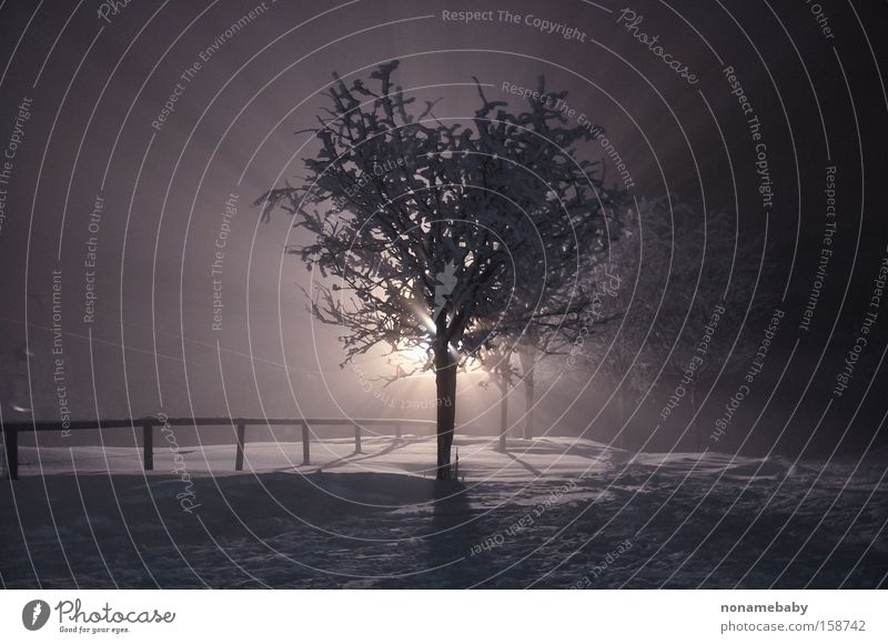 fog tree Tree Fog Night Mystery Mystic Mysterious Winter Snow Dark Loneliness winter night