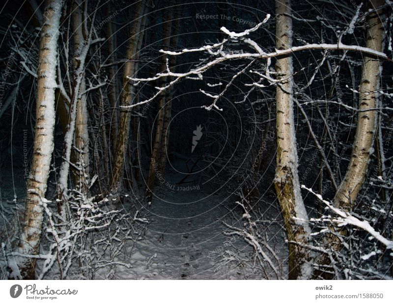 tunnel vision Environment Nature Landscape Plant Elements Winter Climate Weather Beautiful weather Snow Tree Wild plant Birch wood Birch tree Tree trunk