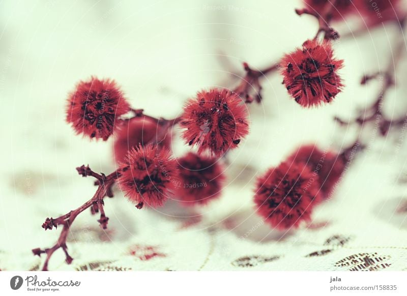 in the far east III Plant Flower Twig Dried flower Asia Tuft Red White Playing Cloth Decoration
