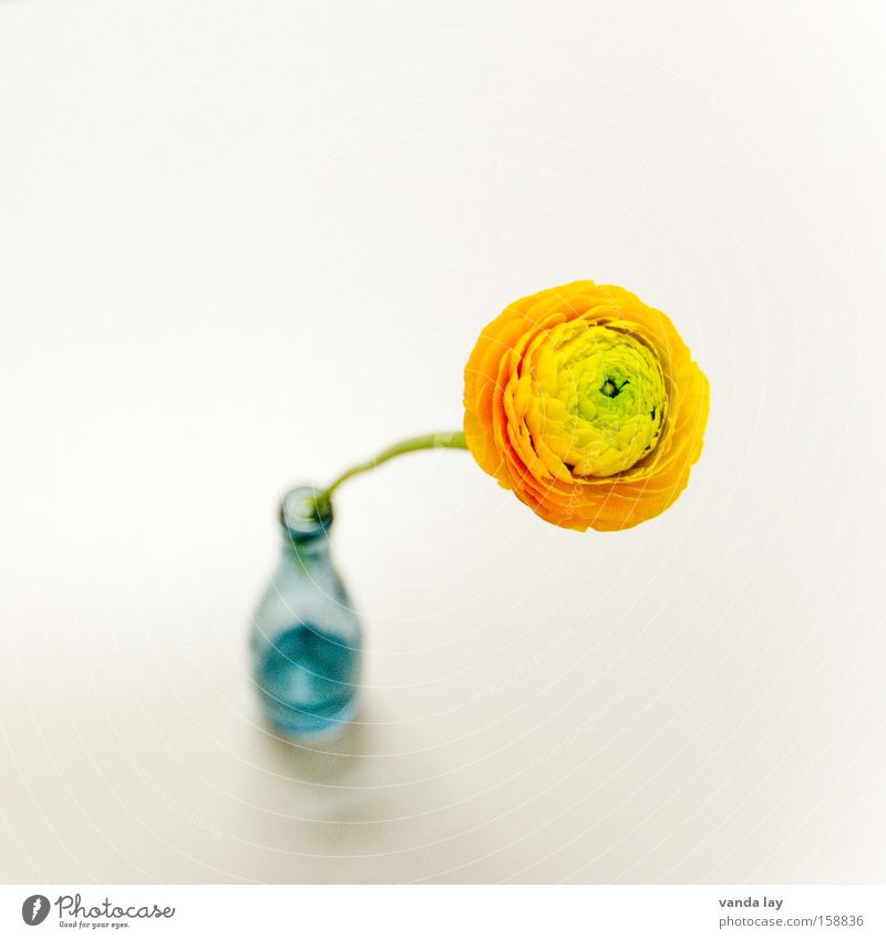 ranunculus Colour photo Multicoloured Interior shot Studio shot Close-up Deserted Copy Space top Copy Space bottom Isolated Image Neutral Background