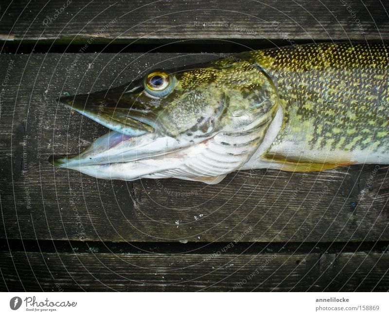 You're lucky Exterior shot Close-up Neutral Background Day Animal portrait Fish Nutrition Fishing (Angle) Lakeside River bank Wild animal Dead animal