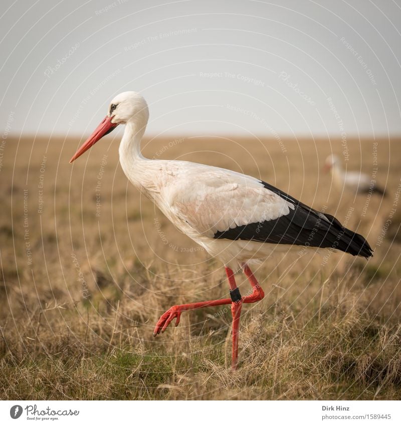 Stork I Wild animal Bird Wing 2 Animal Horizon Tourism Environment Environmental protection Elegant Balance Vacation & Travel Birthday White Stork