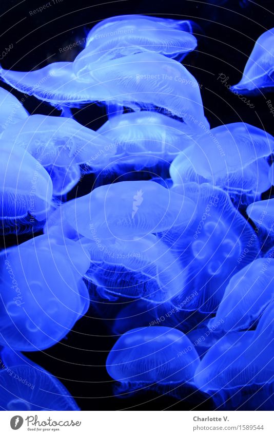 Make blue Animal Jellyfish Group of animals Illuminate Swimming & Bathing Dance Dive Esthetic Elegant Exotic Fluid Together Round Beautiful Soft Blue Black