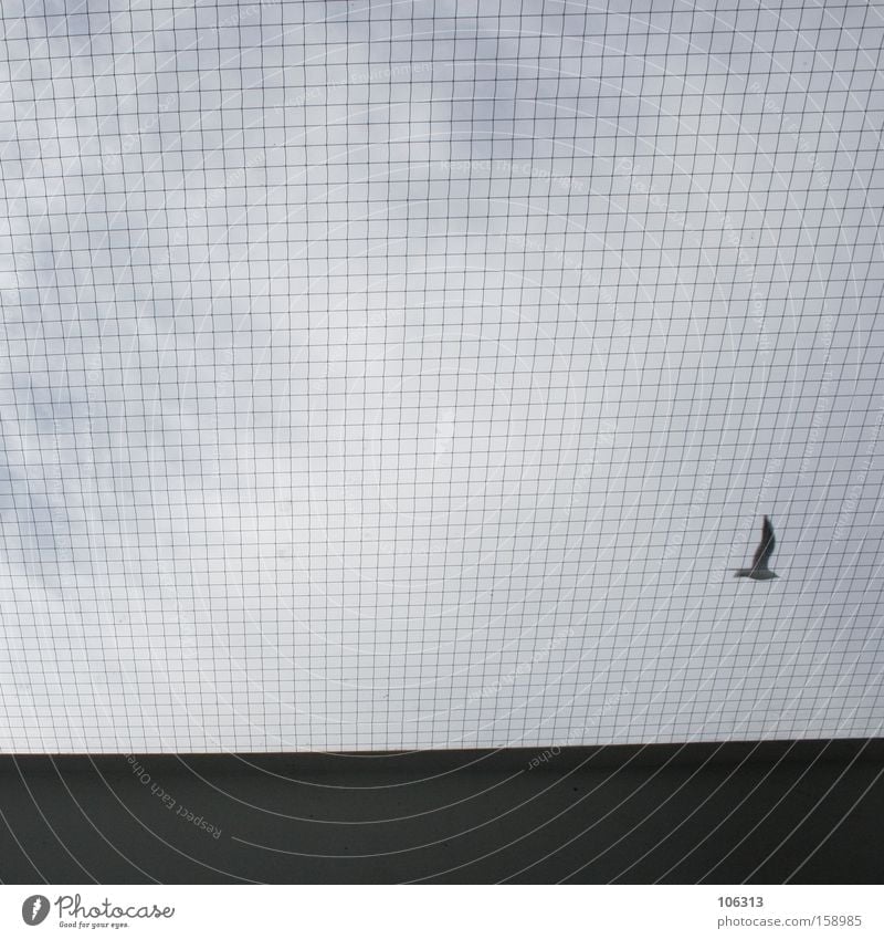 Photo number 113737 Aviation Sky Clouds Bird Flying Blue Black Background picture Foreground Grating Grid fall through the cracks Seagull Gull birds Loneliness