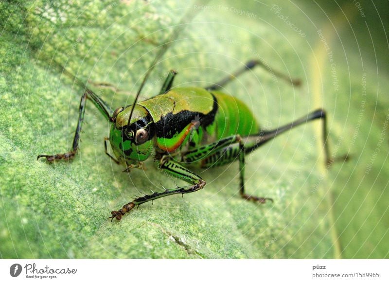 flip Environment Nature Animal Plant Leaf Foliage plant Wild plant Wild animal Animal face Locust 1 Jump Natural Green Great green bushcricket Feeler Insect
