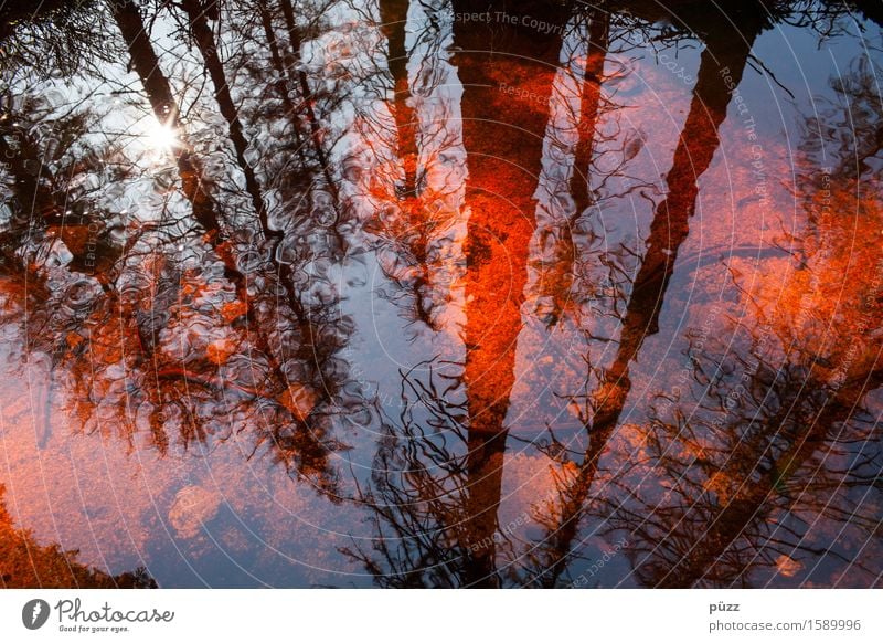 Red Mirror Environment Nature Landscape Plant Water Sun Sunlight Weather Beautiful weather Tree Forest Pond Lake Brook River Dark Wet Black Emotions Sadness