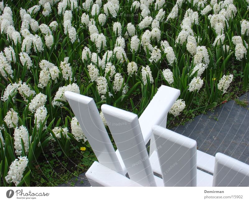 Quiet bench Calm White Flower Tulip Park Bench Relaxation