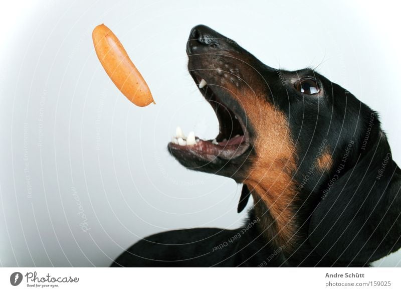 Dachshund. Sausage Animal Dog Catch Feeding Throw Crazy Brown Red Black White Small sausage Snout Muzzle Mammal top model four-legged friends andre pours pixels