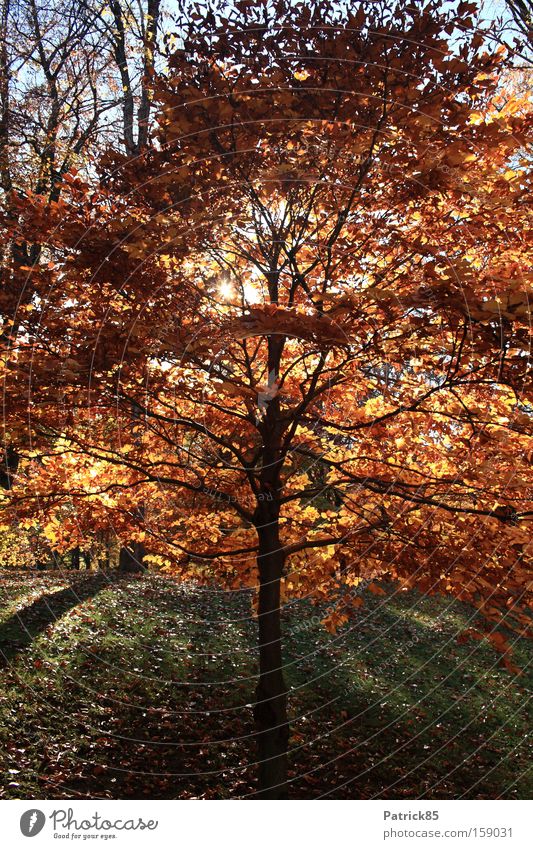 deciduous tree autumn Autumn Tree Deciduous tree Sunlight Park Leaf Shadow Calm