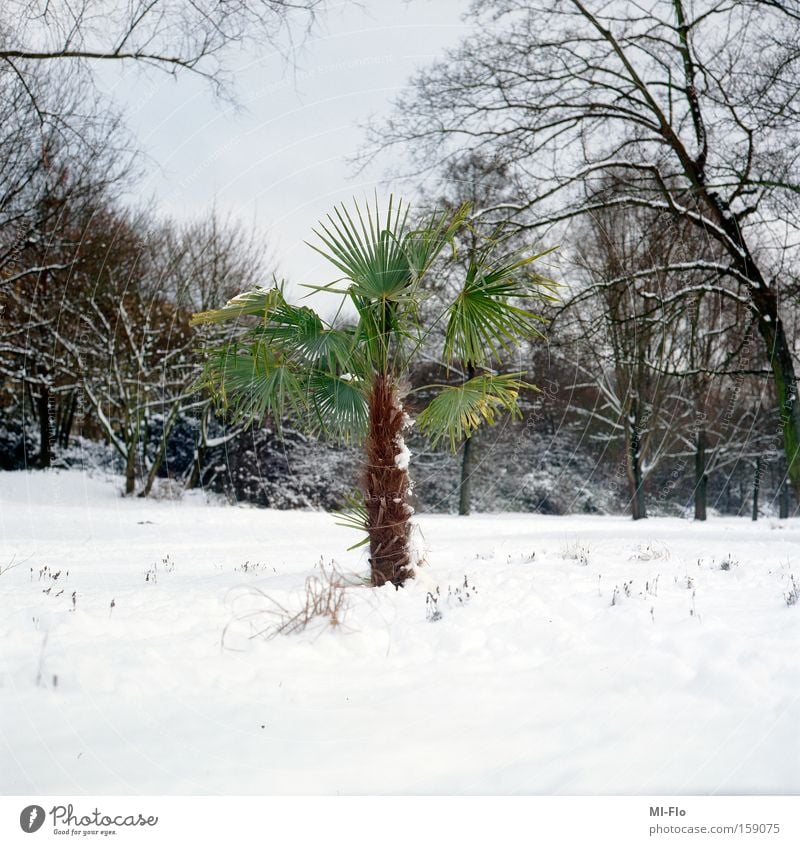green is the hope Palm tree The Ruhr River Snow Winter Green Hope Tree Joy January