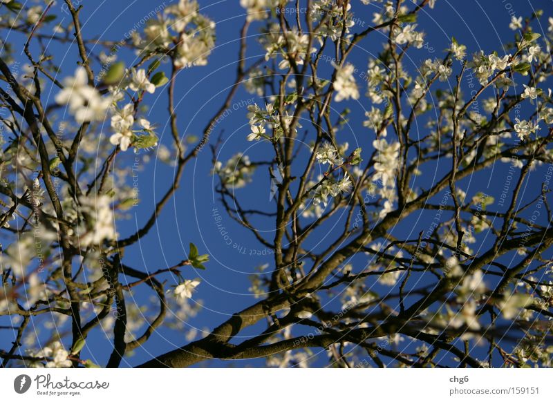 Cherry blossom branch in front of a blue sky Tree Branch Sky Structures and shapes Blue White Fruit Spring