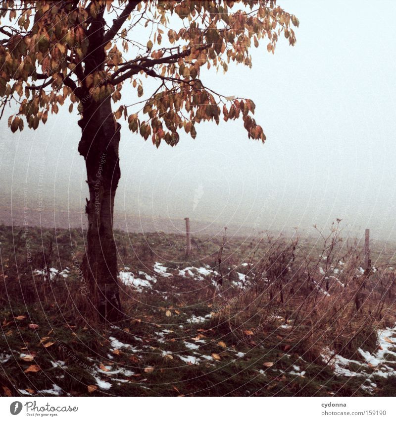 The first snow Autumn Tree Nature Field Landscape Longing Analog Far-off places Branch Twig Leaf Fog Beautiful Snow Transience