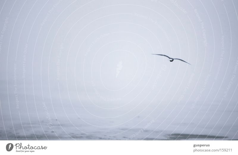 wide white desert II White Bird Frozen Cold Express train Gull birds Cool (slang) Ice Snow seagull