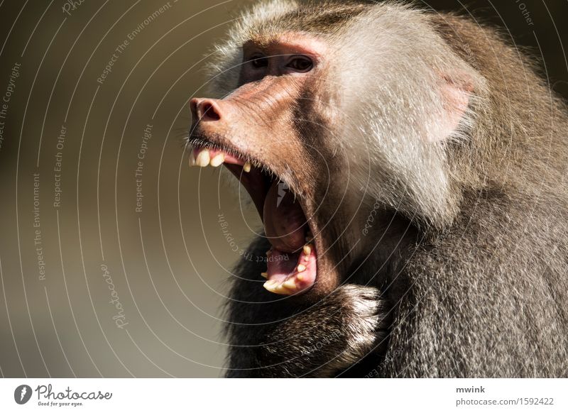 hollering Adventure Safari Zoo Nature Wild animal Animal face 1 Rutting season To talk Fight Communicate Scream Argument Aggression Exceptional Brash Free