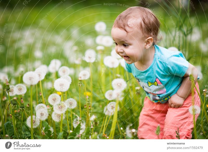 Wow, look what's theree! Human being Child Baby Toddler Girl 1 1 - 3 years Environment Nature Grass dandelion Garden Park Field Feeding To enjoy Laughter Love