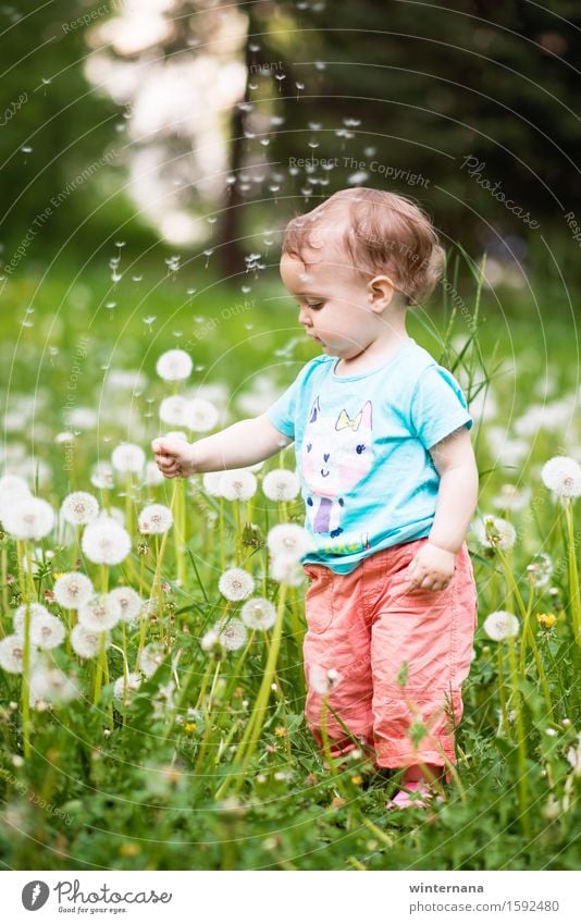 fly Well-being Garden Toddler Girl 1 Human being 1 - 3 years Nature Dandelion Park Field Touch Catch Flying Looking Stand Free Happiness Fresh Happy Uniqueness