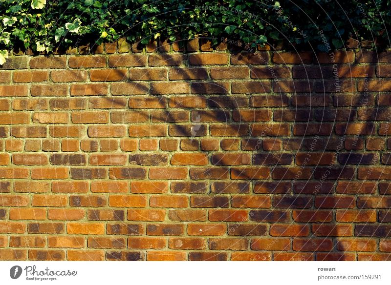 tree-shadow Shadow Tree Wall (barrier) Wall (building) Brick Red Border Garden Illusion Light (Natural Phenomenon)