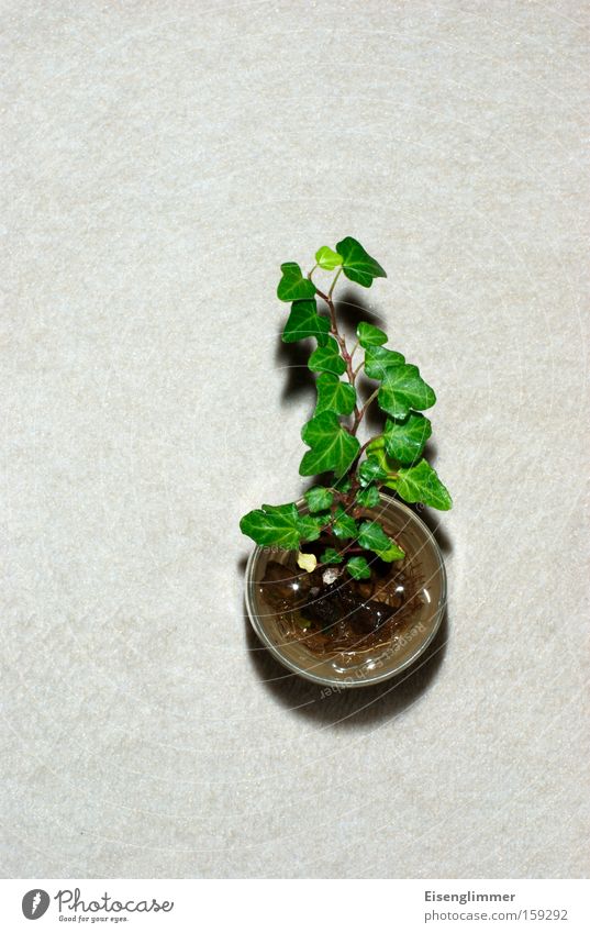offshoots Glass Plant Ivy Beginning Sapling Root New start Flash photo Shadow Neutral Background Deserted Copy Space top Copy Space left Copy Space bottom Green