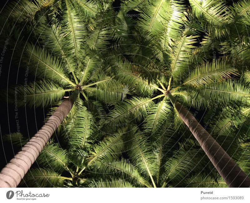 palm cover Plant Summer Tree Park Virgin forest Exotic Glittering Large Tall Green Black Beautiful Orderliness Wanderlust Esthetic Arrangement Environment