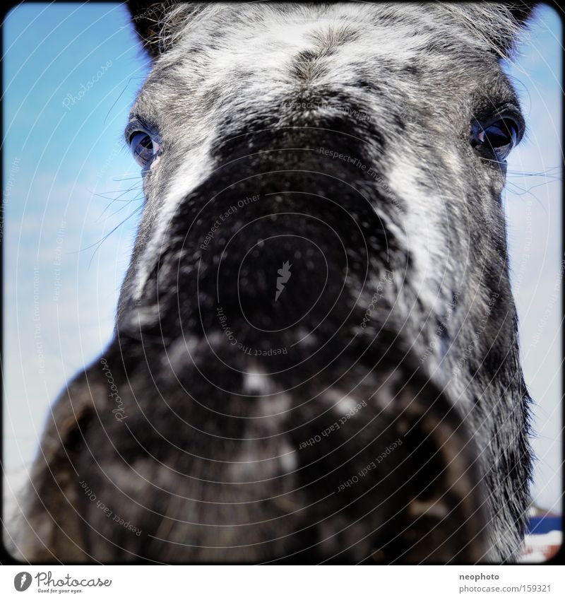 Mr. Ed Horse Stupid Curiosity Nose Pelt Animal Eyes Large Grief Gray (horse) Narrow Penitentiary Wide angle Exterior shot Pasture Mammal Sadness