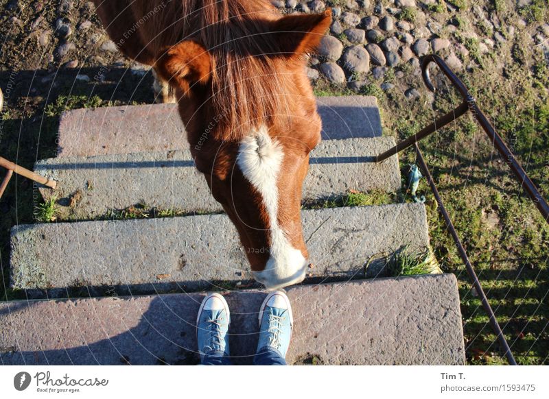 we Horse 1 Animal Joy Stairs Footwear Farm Colour photo Exterior shot Morning