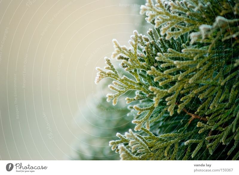 tree of life Thuja Tree Background picture Ice Winter Spring Green Nature Plant Detail Macro (Extreme close-up) Cold Hedge