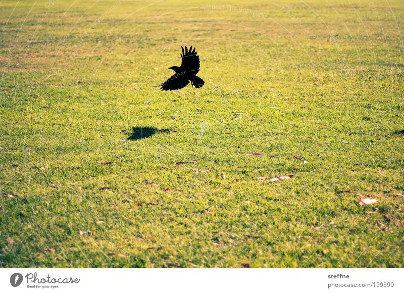 Meadow, raven, nothing more Raven birds Bird Flying Nature Light Shadow Beginning Departure Animal Aviation
