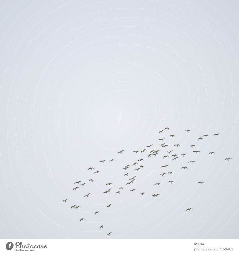 gulls Aviation Sky Bird Flock Collection Flying Together Tall Gray Seagull Flock of birds Pull Colour photo Exterior shot Deserted Copy Space top Day
