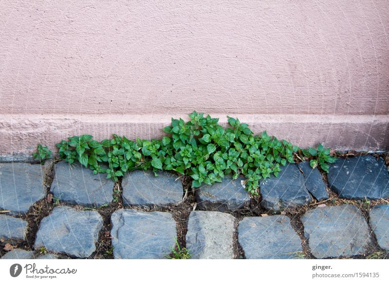 conquest Plant Spring Wild plant Gray Green Pink Anthracite Wall (building) Landing Paving stone Cobbled pathway Weed Conquer win sb./sth. back Cover Furrow