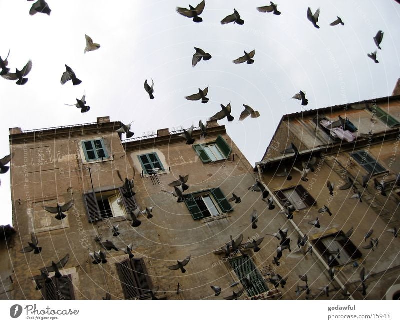 flutter Rome Judder Facade Old building Bird Europe Aufgeschauecht