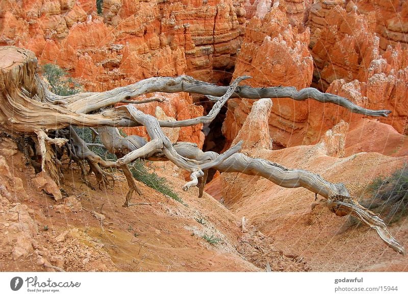 snake tree Tree National Park Sandstone Desert USA Bryce Canyon