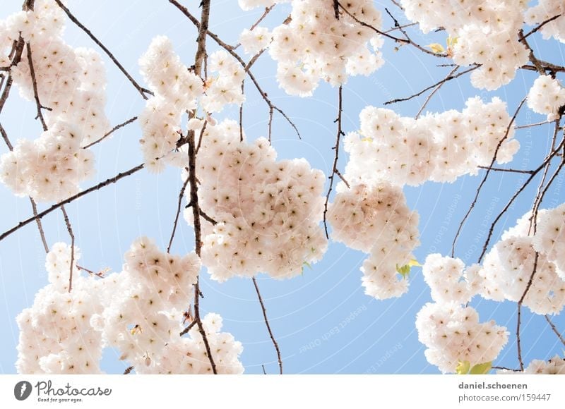 pinkish-light blue-white Spring Blossom Cherry Cherry tree Ornamental cherry Cherry blossom Warmth White Pink Blue Weather Branch Park