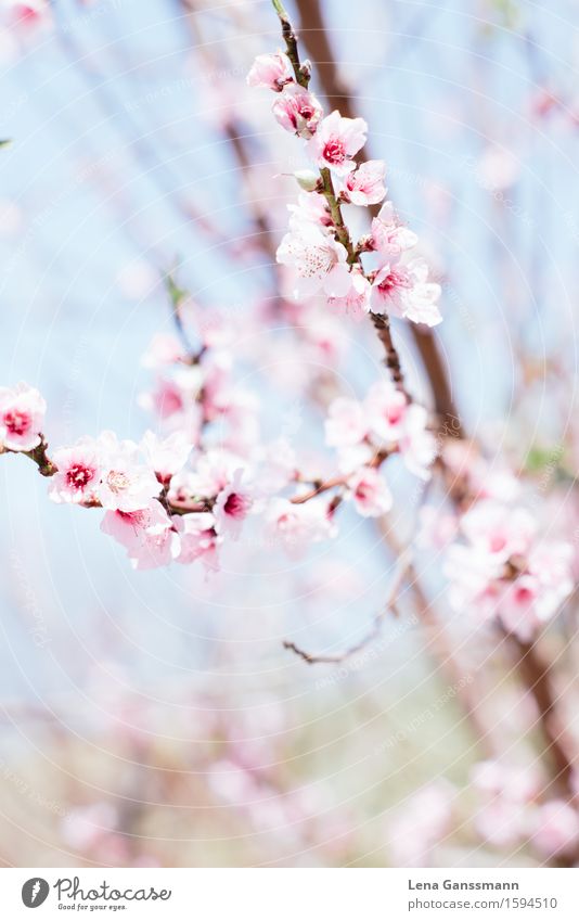 Peach blossoms in spring Garden Wedding Birthday Nature Plant Spring Beautiful weather Bushes Blossom Agricultural crop Almond blossom Apricot tree Park Wood