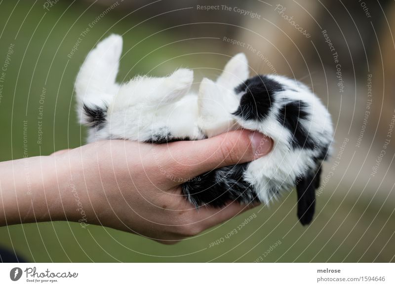 so small ... Girl Infancy Hand Fingers 1 Human being 8 - 13 years Child Pet Animal face Pelt Paw baby hare Pygmy rabbit Mammal Rodent Snout Baby animal