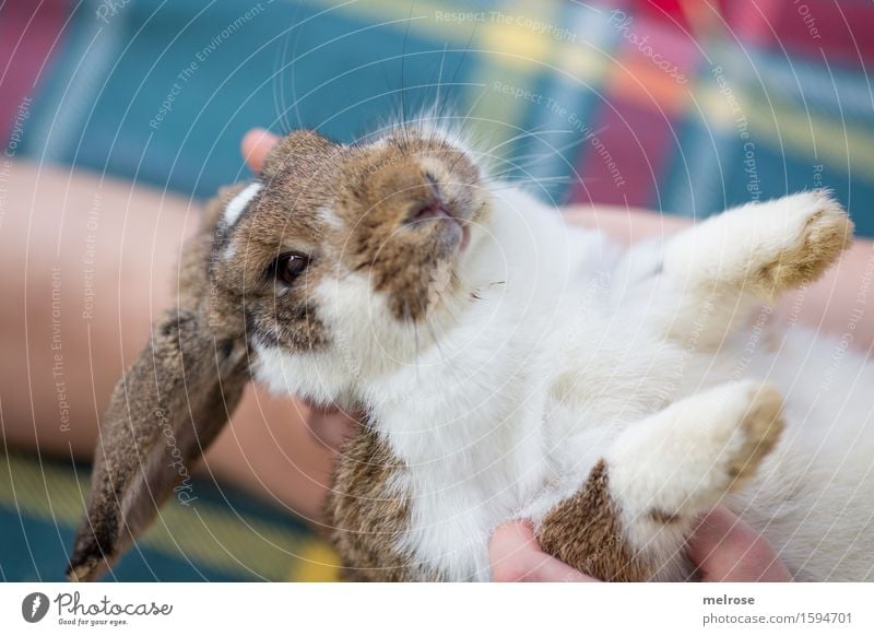 I am vigilant Girl Fingers Feet 8 - 13 years Child Infancy Pet Animal face Pelt Paw Pygmy rabbit hare spoon Snout Rodent Mammal rabbit mummy