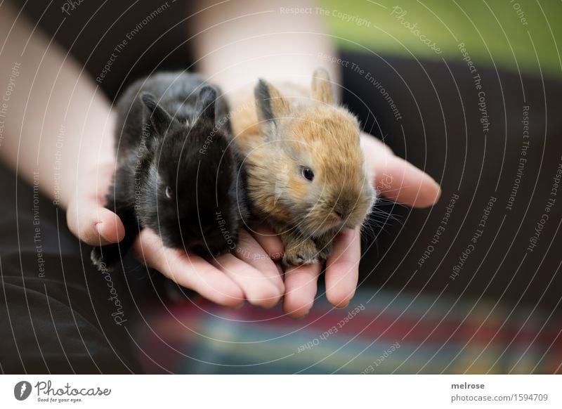 Rabbit babies 12 days old Girl Infancy Hand Fingers 8 - 13 years Child Pet Animal face Pelt Paw hare babies Pygmy rabbit Rodent Mammal Snout Baby animal