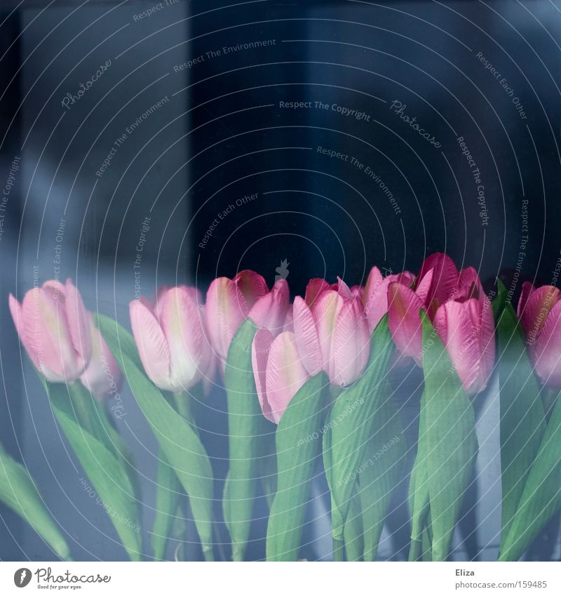 artificial Spring Tulip Window Glass False Artificial Pink Flower Decoration Reflection Blue Garden Plastic