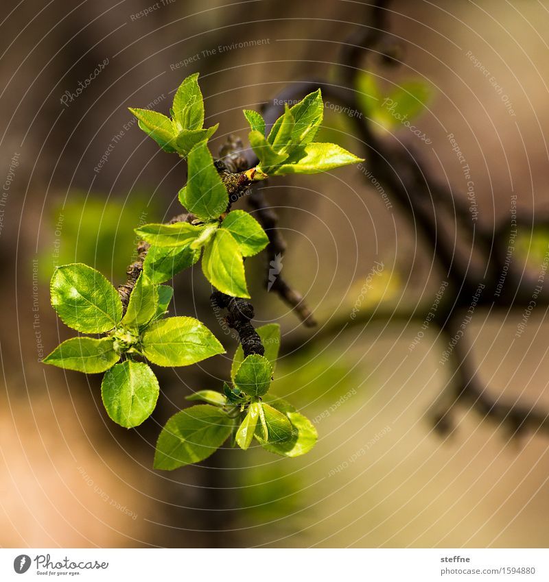 it sprouts Nature Plant Spring Tree Leaf Green Blossoming Sprout Colour photo Exterior shot Copy Space top Copy Space bottom Shallow depth of field