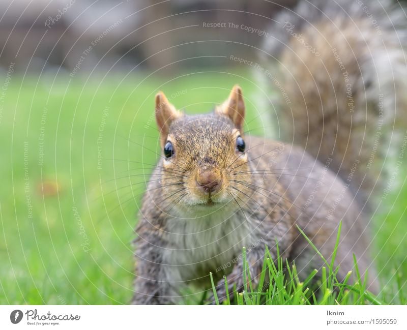 Squirrels in the grass Nature Meadow Animal Wild animal 1 Natural Curiosity Green oak catkin Colour photo Exterior shot Shallow depth of field Animal portrait
